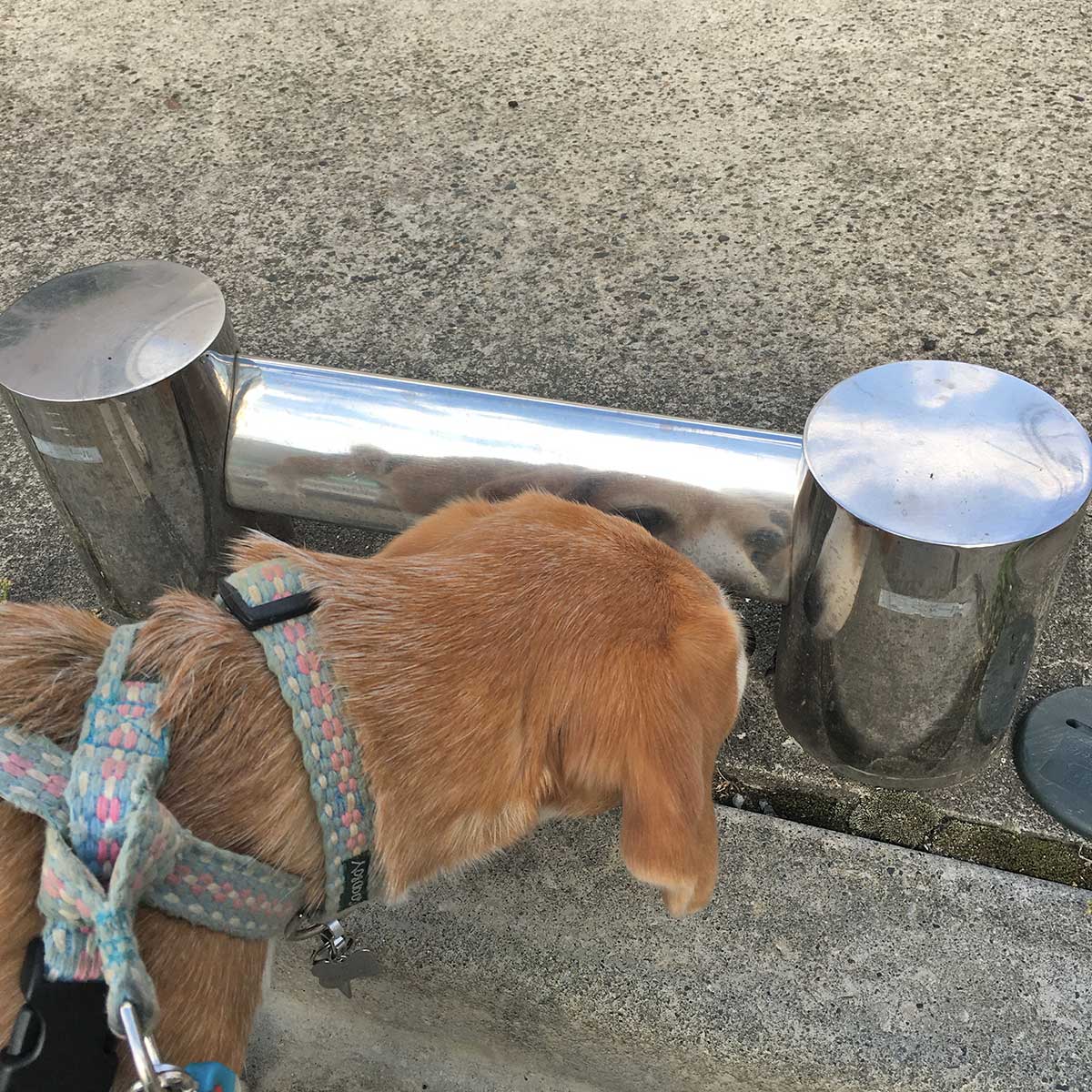 見つめる空豆