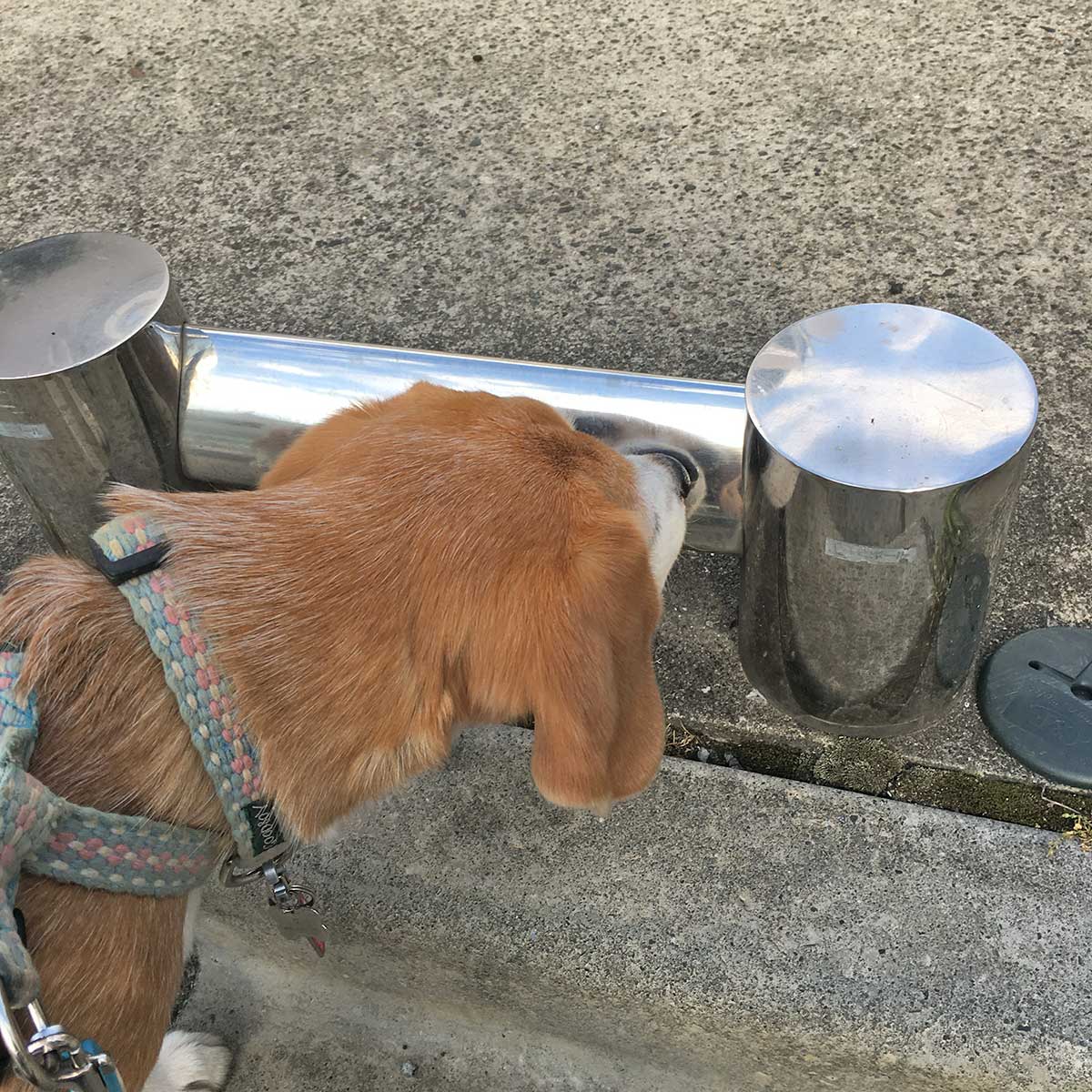 嗅ぐ空豆