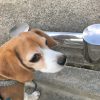 Dog in the mirror