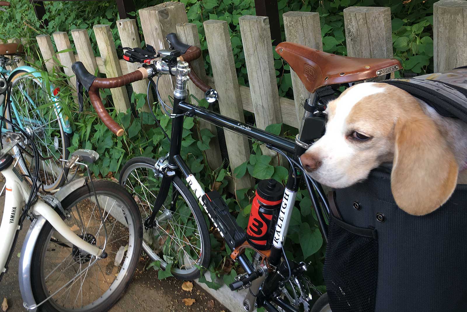 自転車でちょっと代々木公園へ