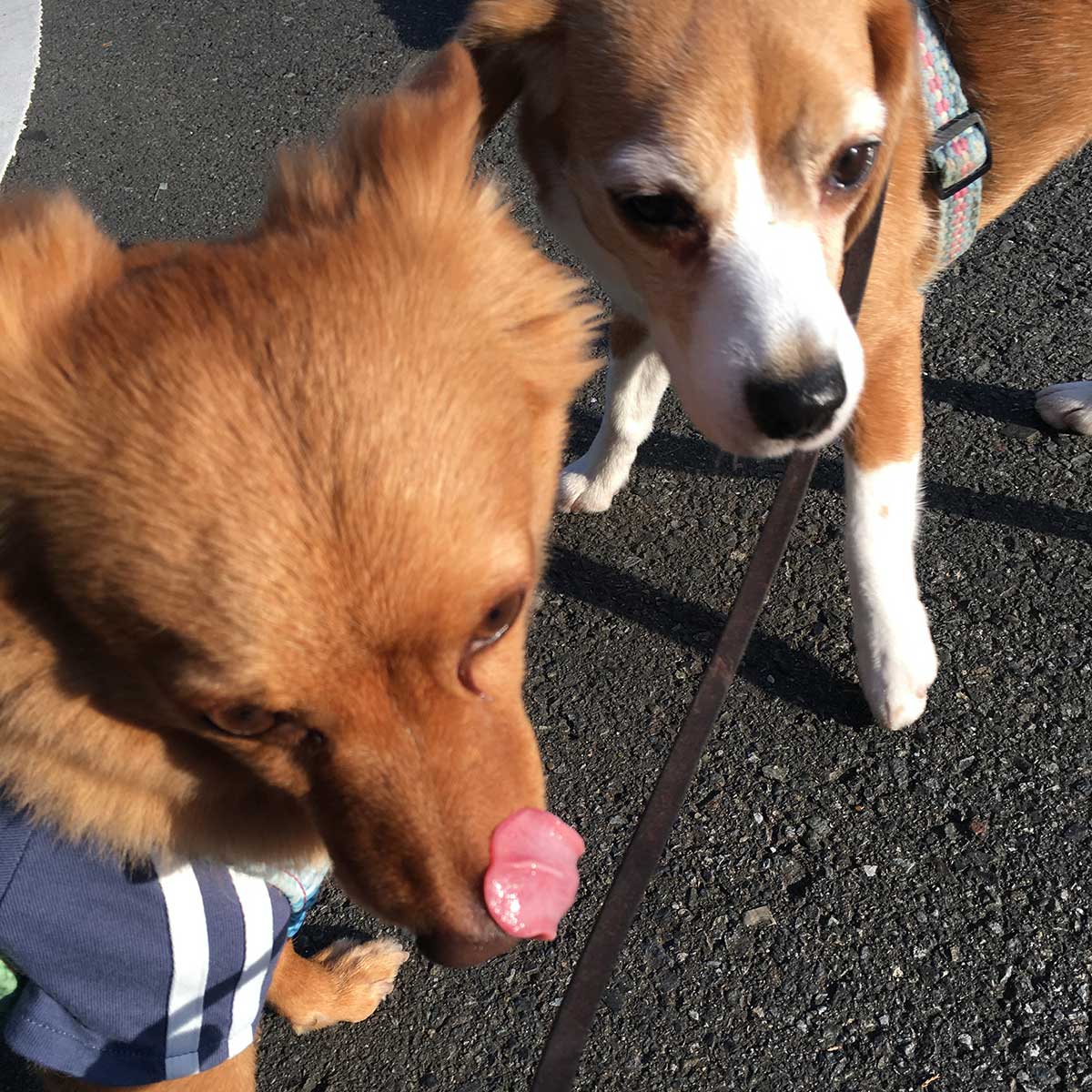 パーシーくんと空豆