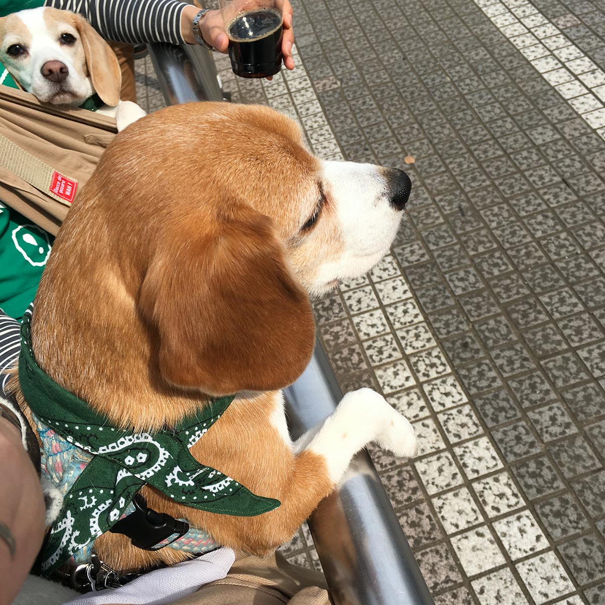 熱心な空豆さん
