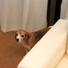 ふたたびとらわれの空豆