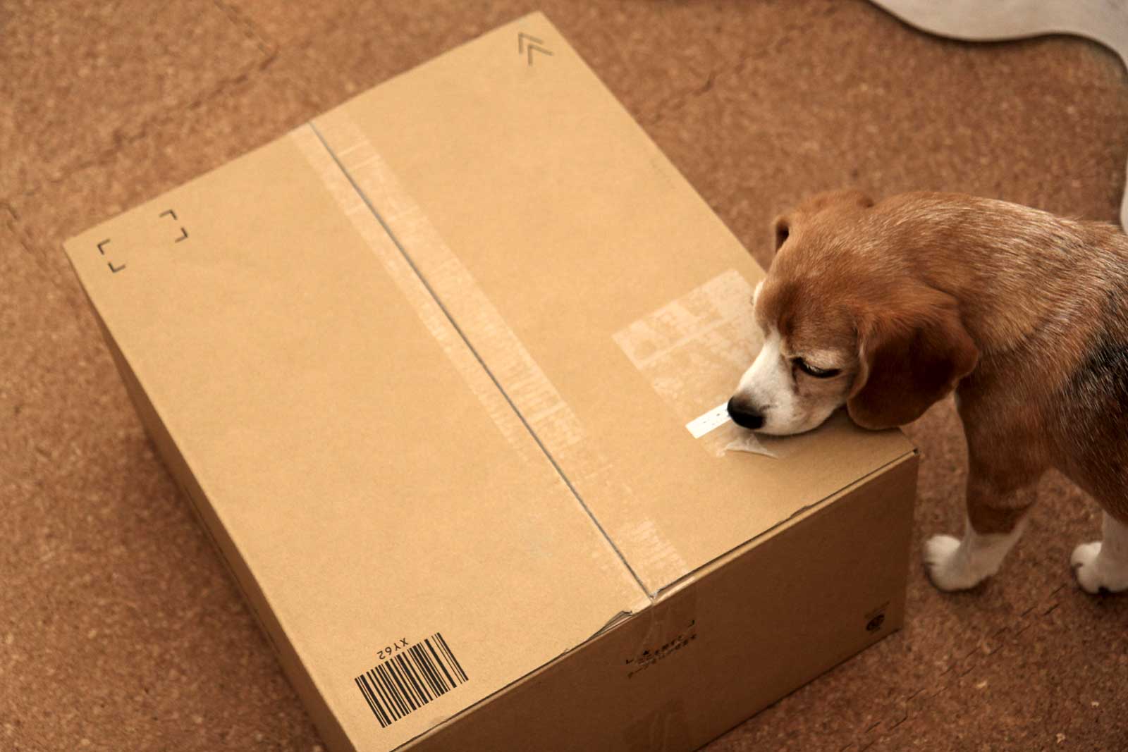 いつもの通販