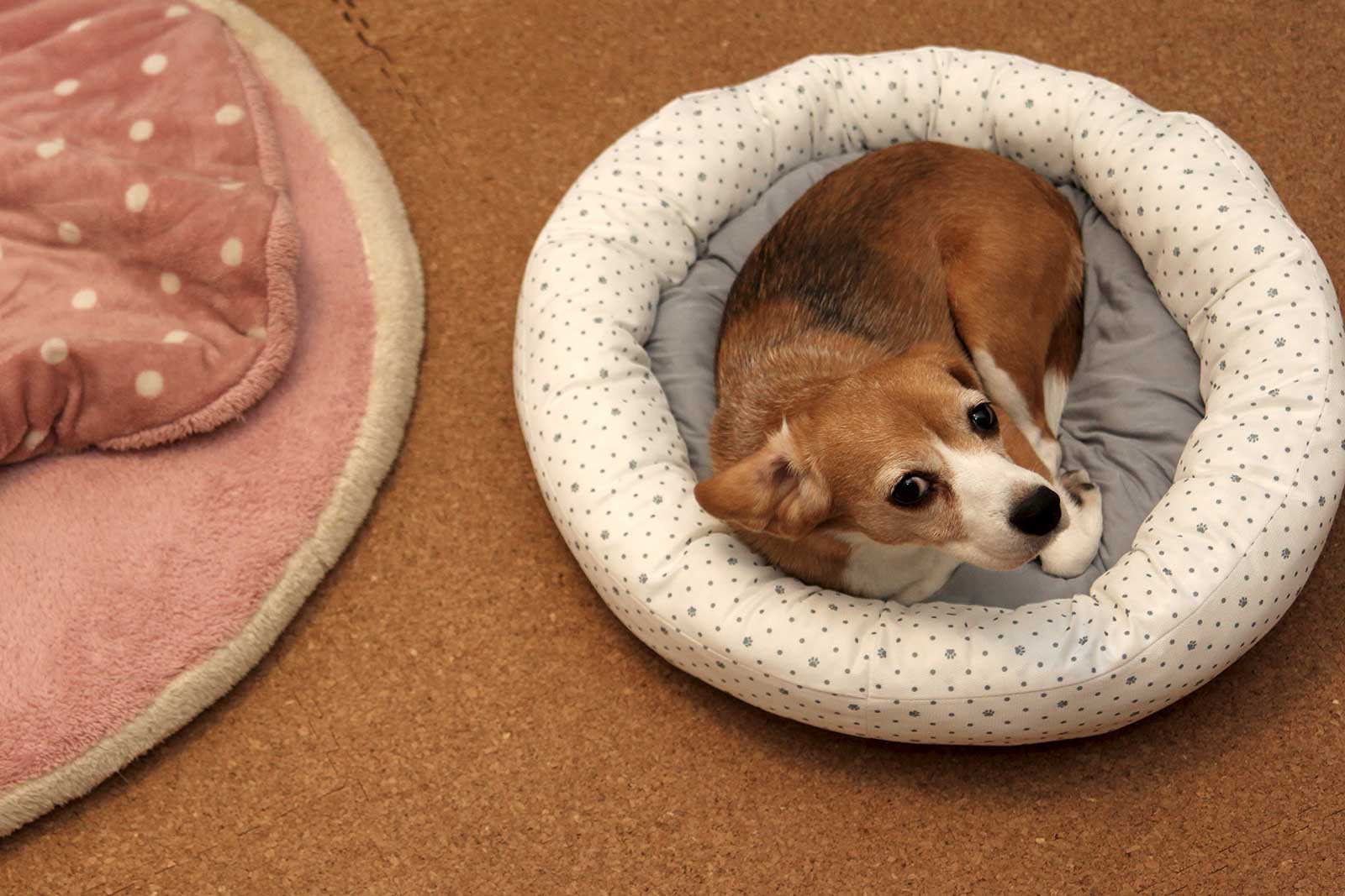 飼い主を見る空豆