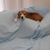 ソファにシーツを掛けてみるのだ