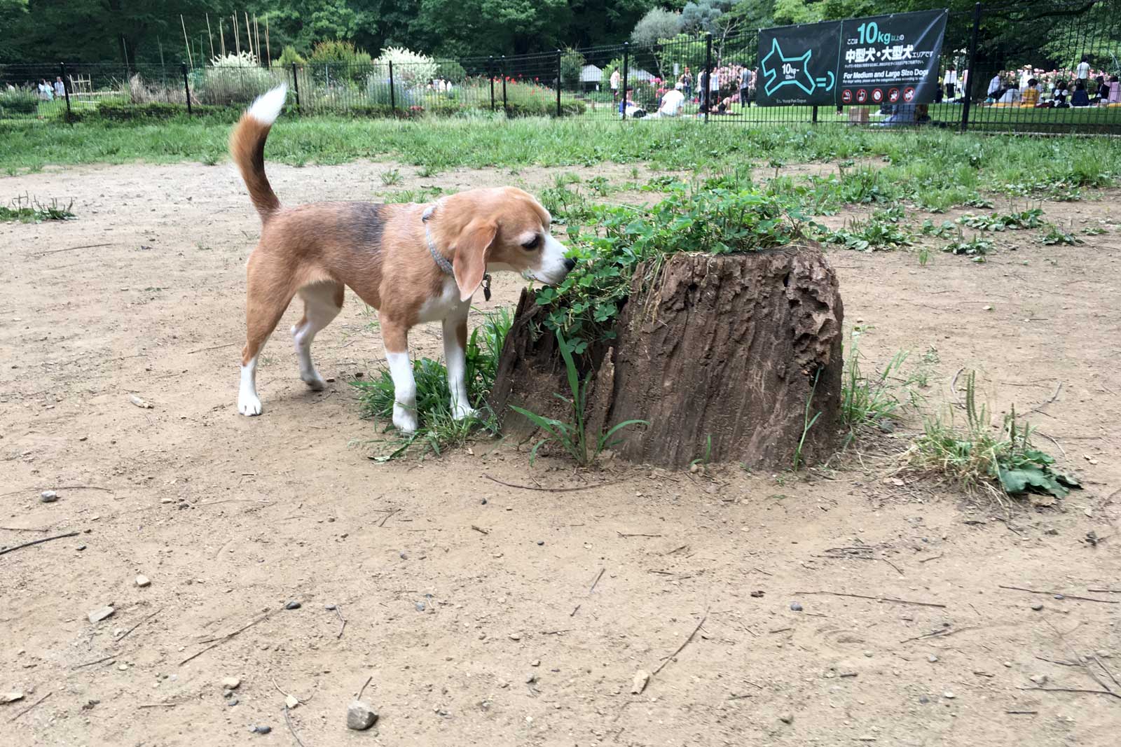 代々木公園ドッグラン