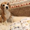 愛犬の友2018年1月号に空豆さん登場