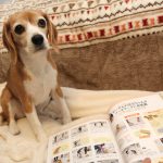 愛犬の友2018年1月号に空豆さん登場