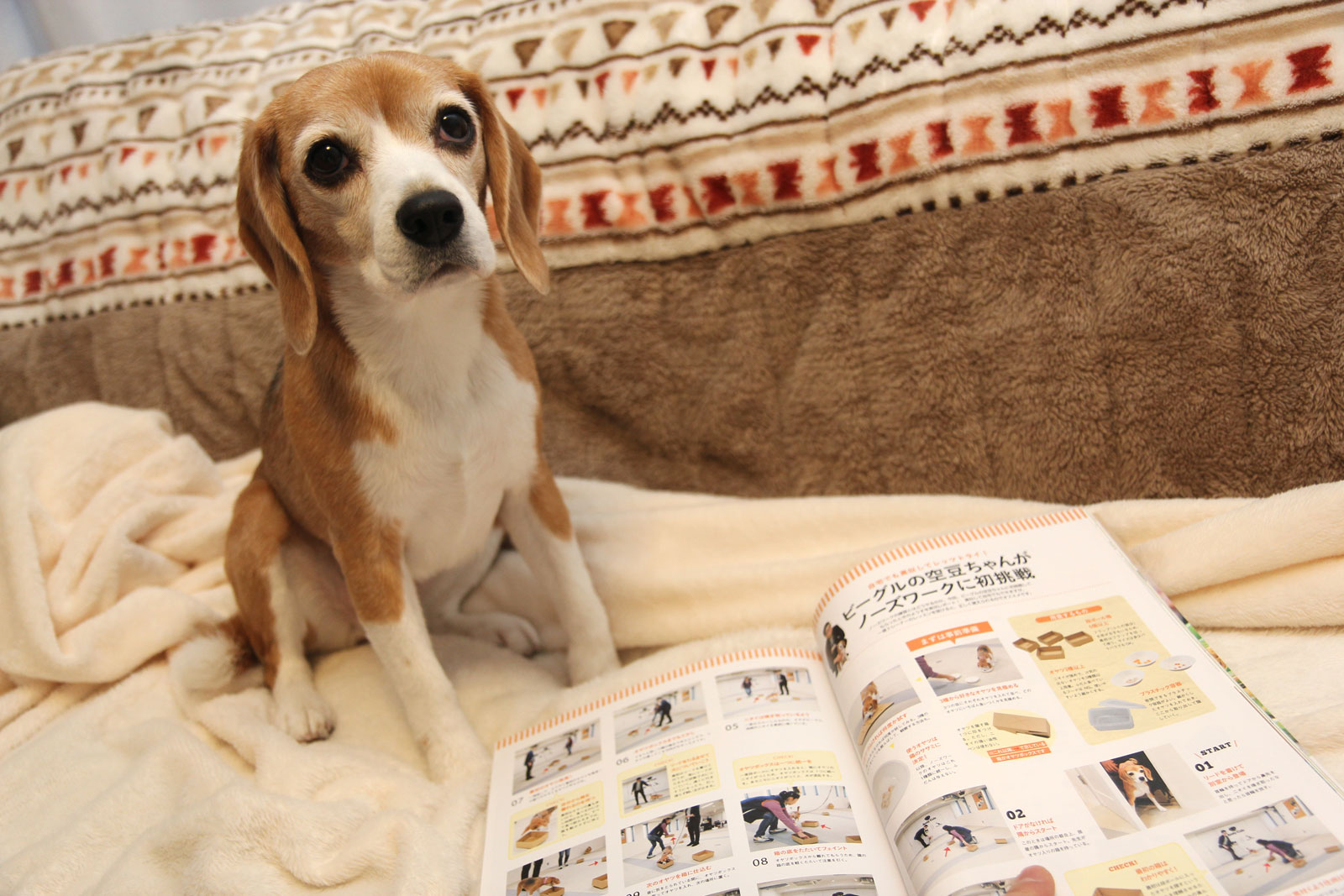 モデル犬空豆