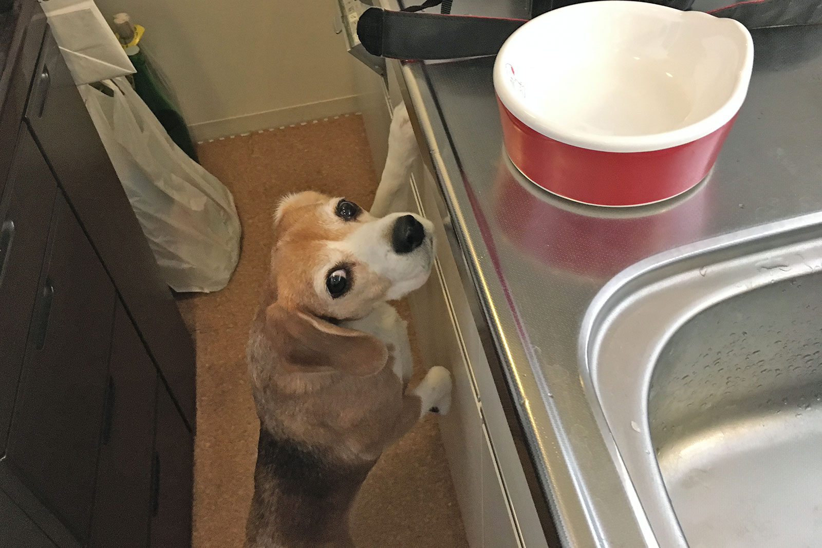 おいしいモノを予感する空豆さん6歳