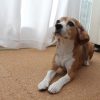 空豆さん6歳の誕生日