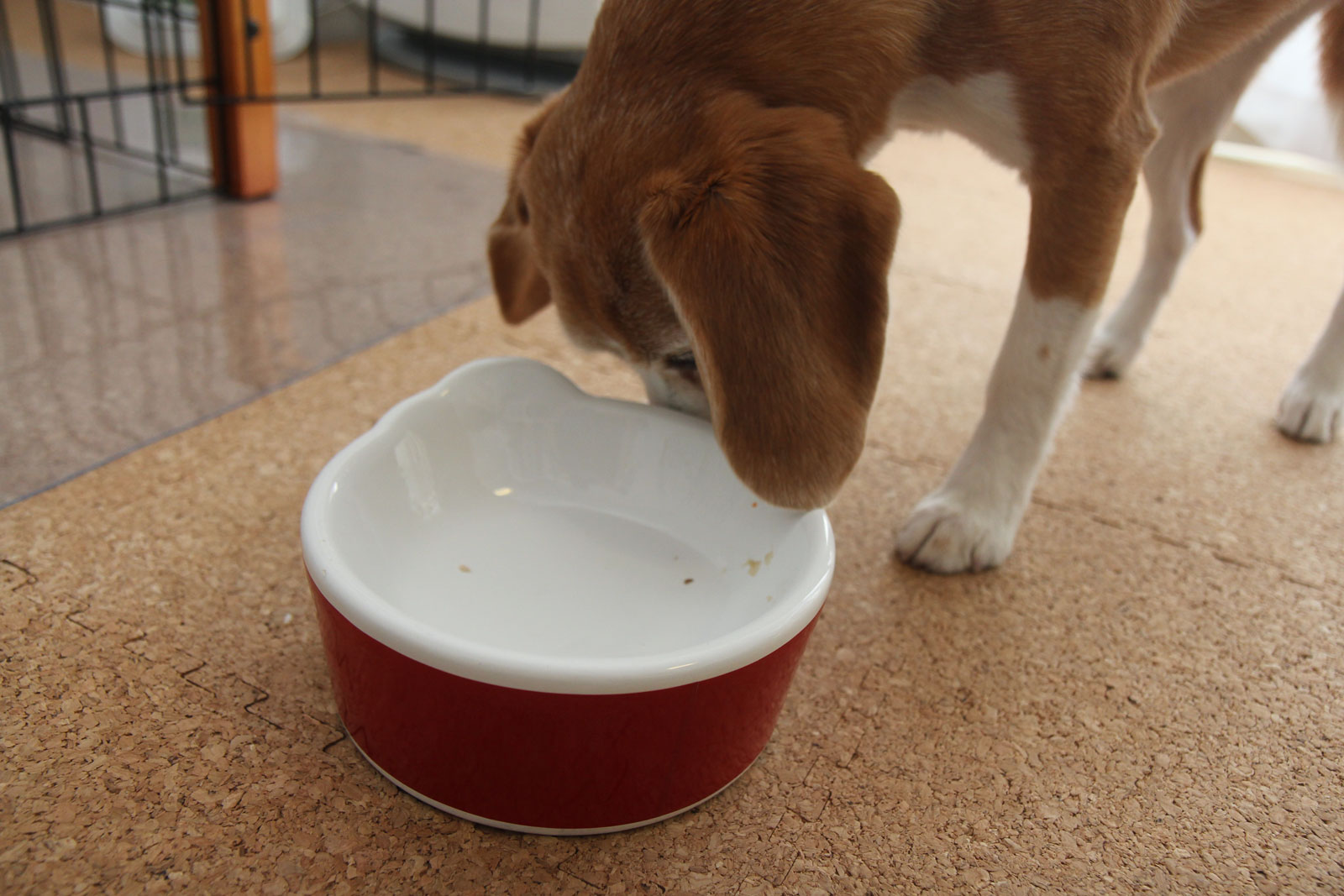 完食する空豆さん6歳