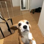 ケージ脱走問題（その2）