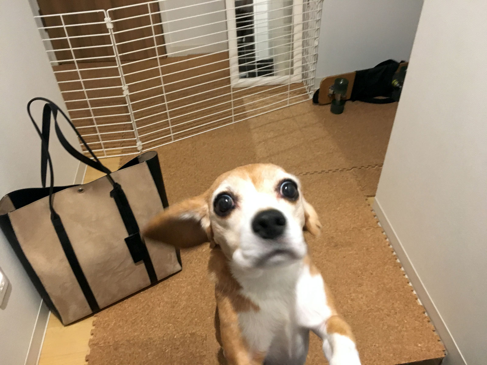 大歓迎