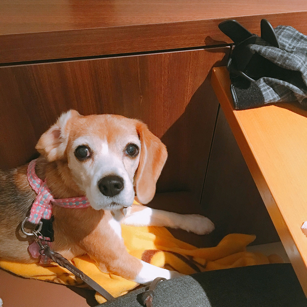 期待してる