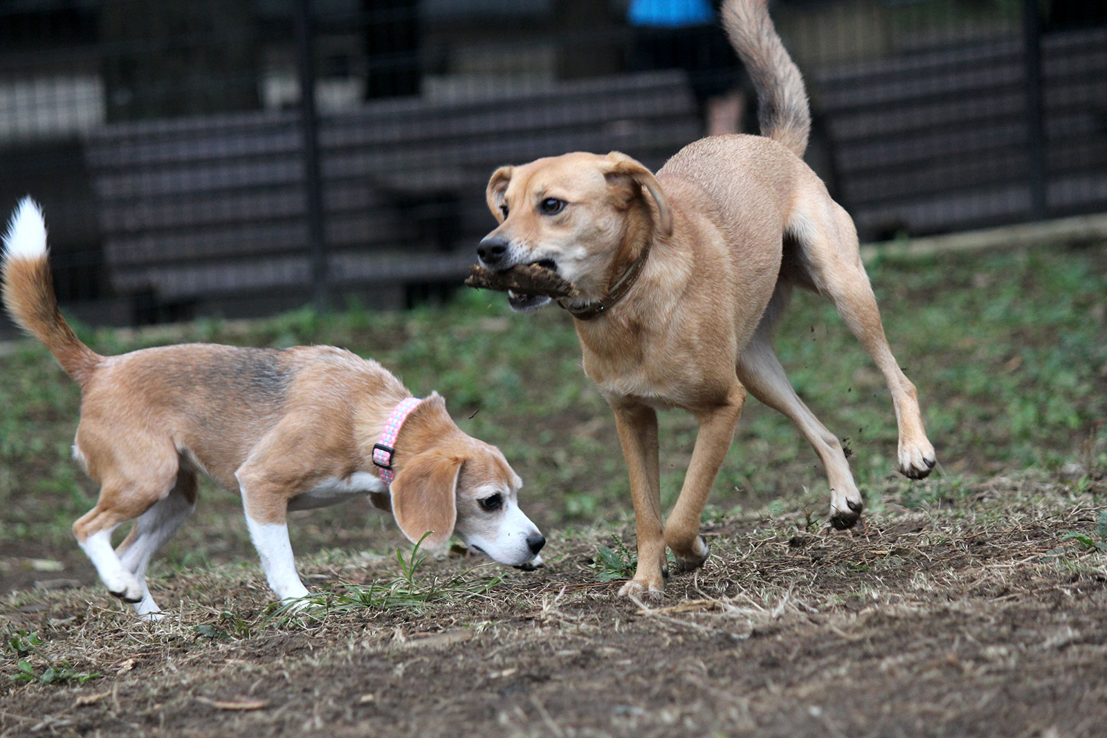ダートなフィールドで走り回る犬たち