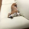 納涼・空豆やしき