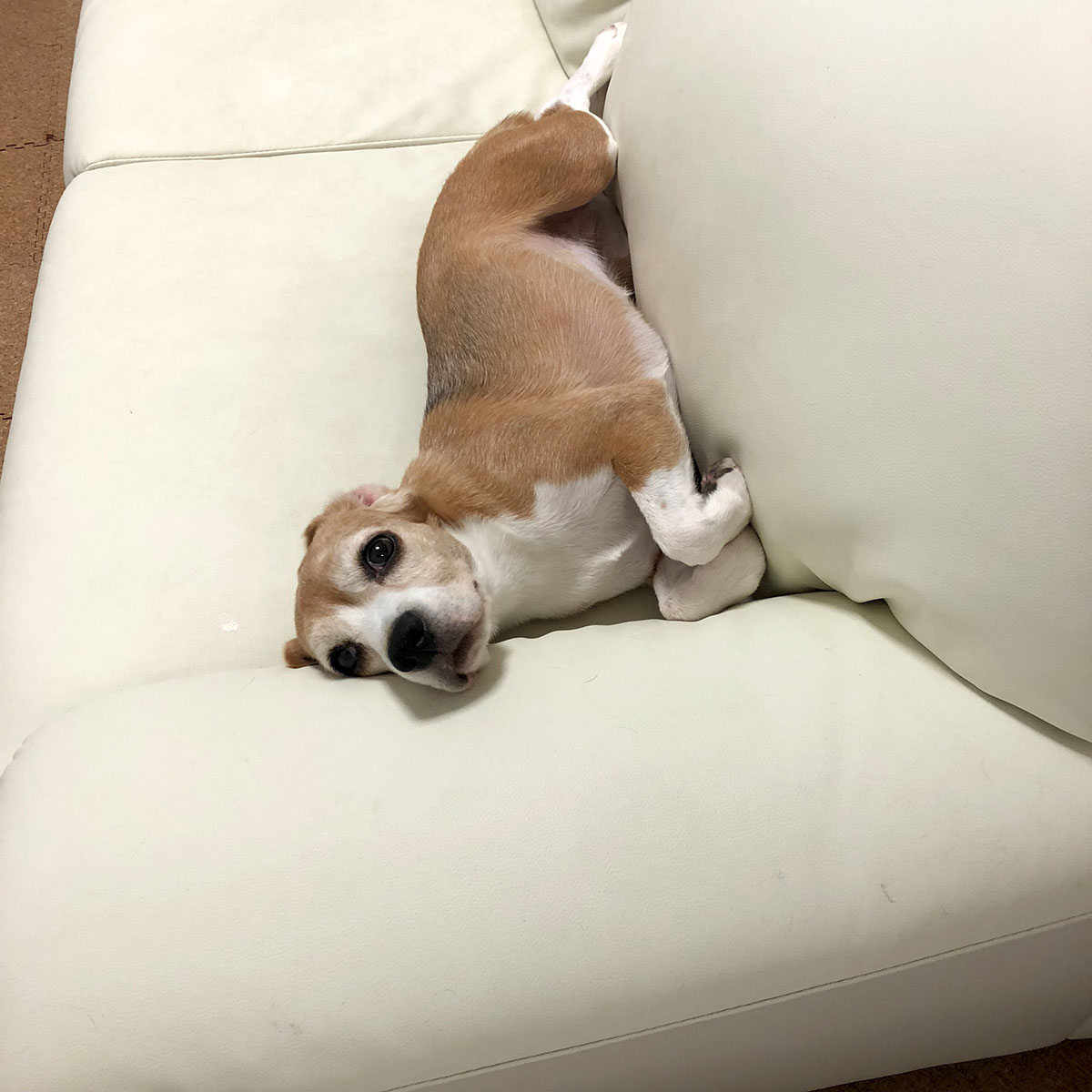 うらめしや