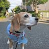 犬用の保冷ベスト買ってみました