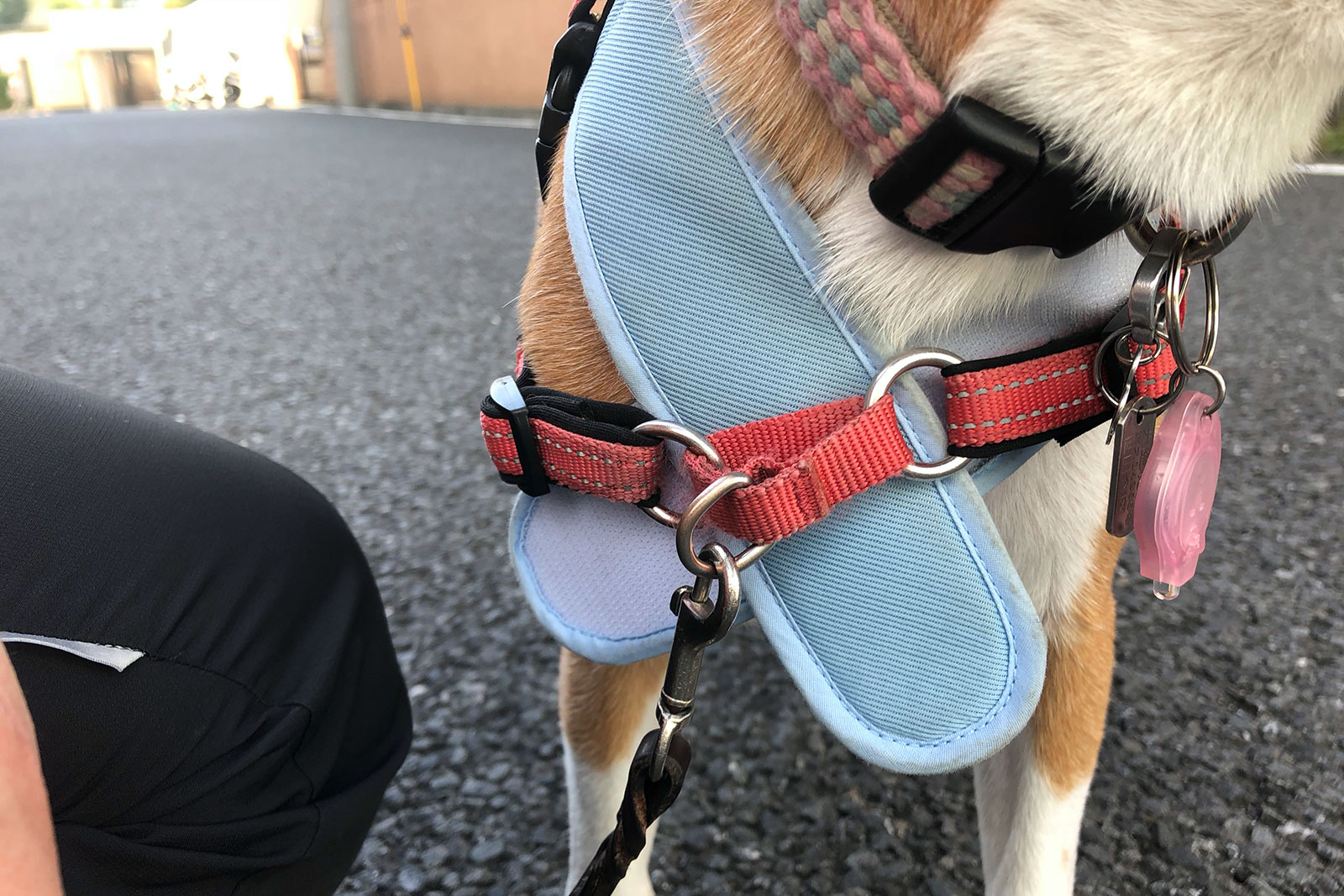 ハーネスを上に