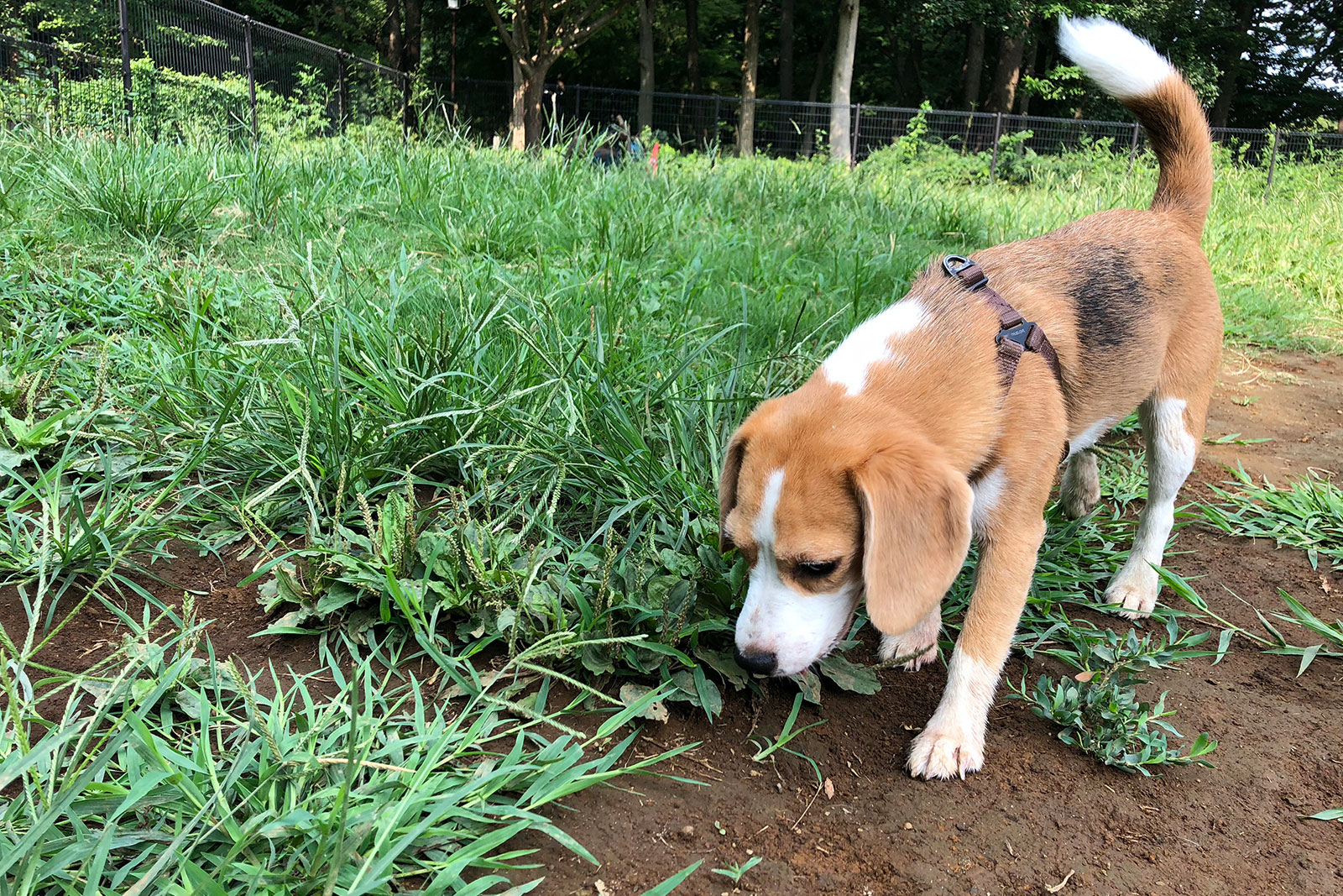 嗅ぐペリアンちゃん