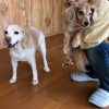 せたびぃ家、西へ2018（その6）