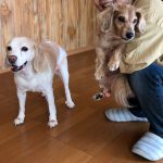 せたびぃ家、西へ2018（その6）