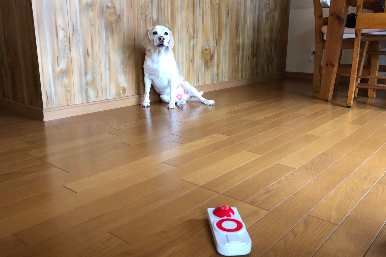 正解ボタンとチャコちゃん