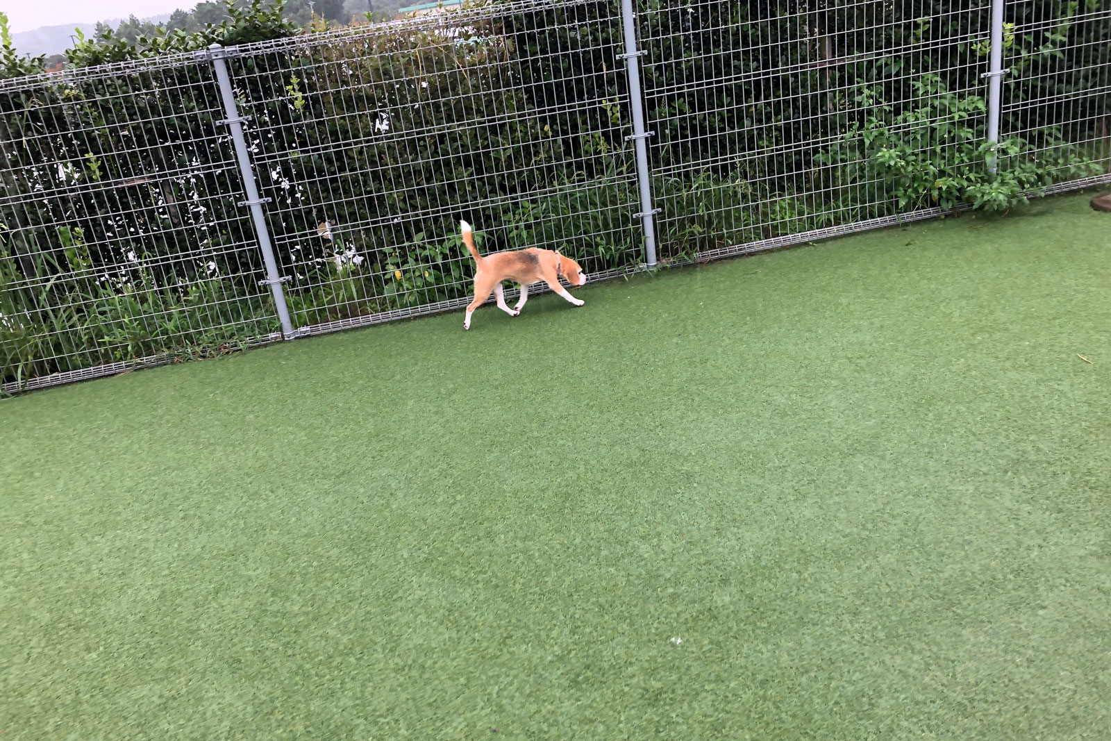 大雨の中