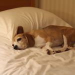 せたびぃ家、西へ2018（その9）