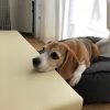 ちょうどいいアゴ置き