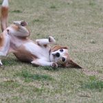 せたびぃ家、伊豆へ。（その8）