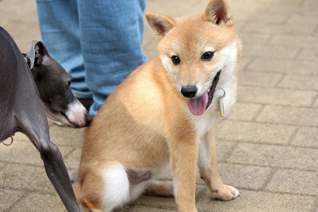 パピーさん