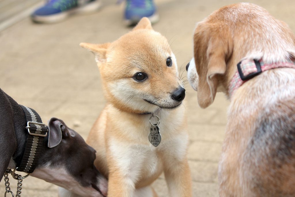 いいこいいこ