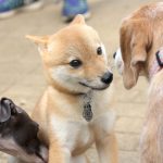 2019年9月の芦花公園ドッグラン