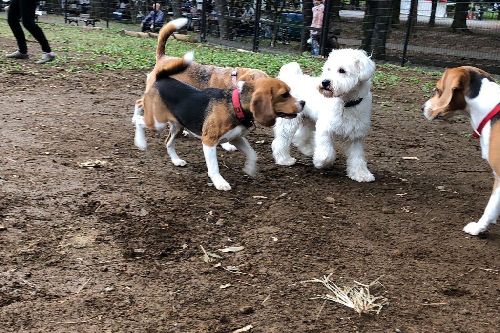 ビーグル連合