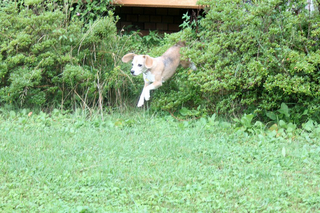 飛び出し空豆