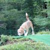 せたびぃ家、山中湖へ。（その1）