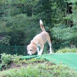 せたびぃ家、山中湖へ。（その1）