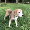 せたびぃ家、山中湖へ。（その4）