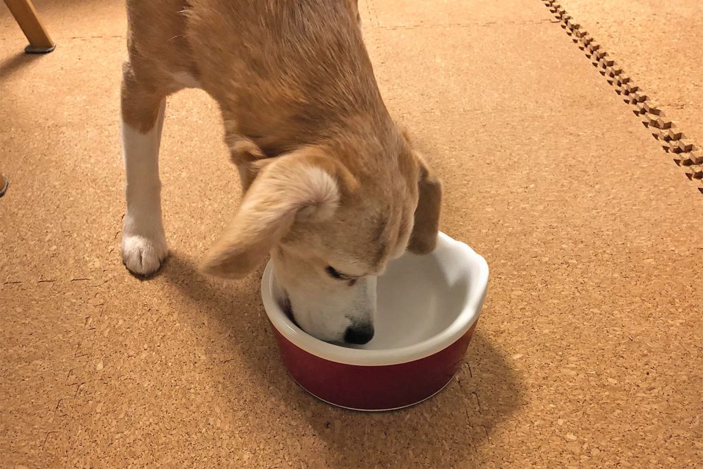 瞬殺で完食