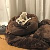 キャタピラー空豆