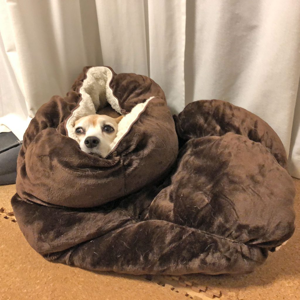 にらむイモムシ