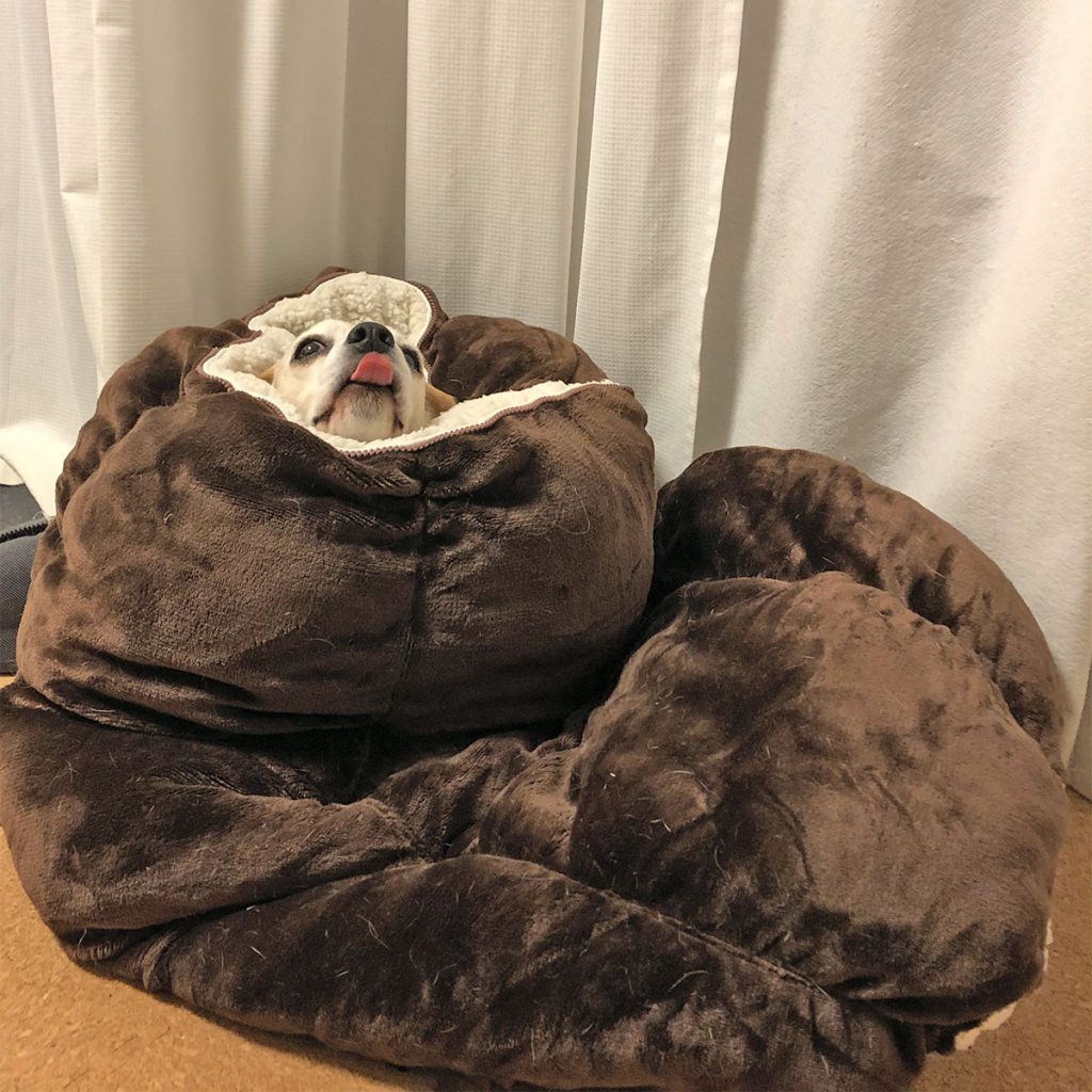 威嚇するイモムシ