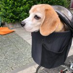 2020年7月頃の芦花公園ドッグラン