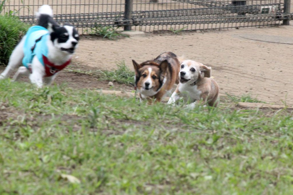 競争する犬たち