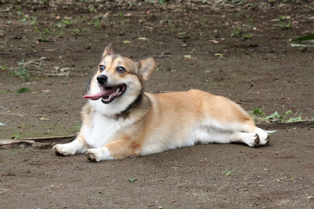 ベロが長い