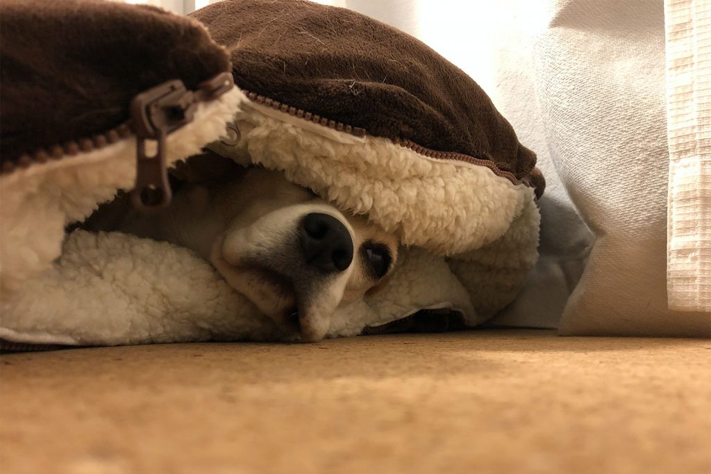 そうとう気に入りました