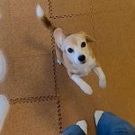 なわとび